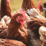 Paraguay prohíbe temporalmente la importación de productos avícolas argentinos y genera alerta en el comercio regional