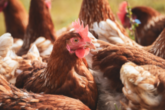 Paraguay prohíbe temporalmente la importación de productos avícolas argentinos y genera alerta en el comercio regional