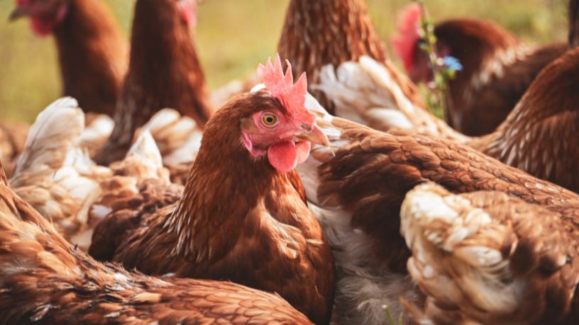 Paraguay prohíbe temporalmente la importación de productos avícolas argentinos y genera alerta en el comercio regional