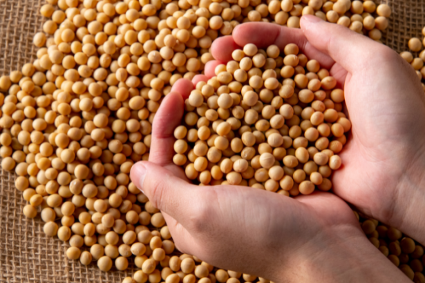 Producción de Soja en Paraguay 2026: Clima Favorece el Desarrollo del Cultivo