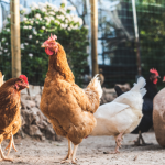 El pollo halal de Paraguay gana espacio global y abre nuevas oportunidades en el mercado internacional