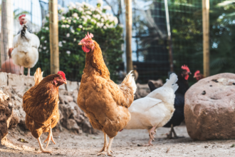 El pollo halal de Paraguay gana espacio global y abre nuevas oportunidades en el mercado internacional