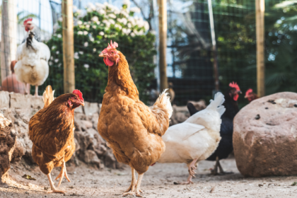 El pollo halal de Paraguay gana espacio global y abre nuevas oportunidades en el mercado internacional