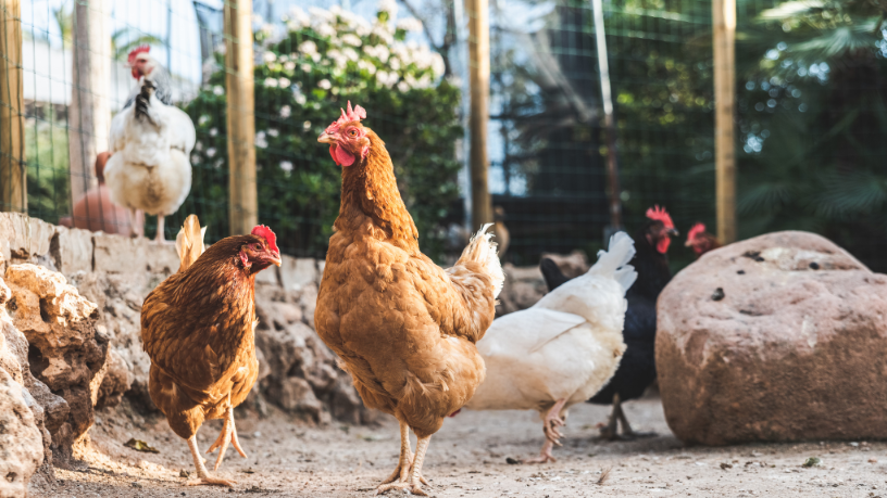 El pollo halal de Paraguay gana espacio global y abre nuevas oportunidades en el mercado internacional